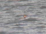 Red-necked Grebe