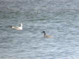 Red-necked Grebe