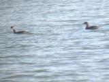 Red-necked Grebes