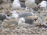 Glaucous-winged hybrid