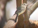 Gray Flycatcher