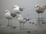 Mew Gull (with CA Gulls)