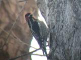 Red-naped Sapsucker