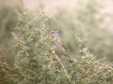 Vesper Sparrow