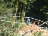 Amazon Kingfisher