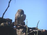 Burrowing Owl