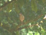 Pale-breasted Thrush