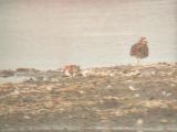 Little Stint