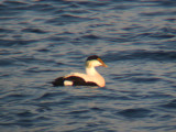 Common Eider