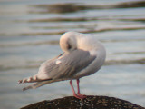 Iceland Gull