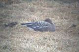 Pink-footed Goose