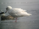 Glaucous Gull