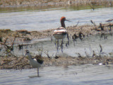 American Avocet