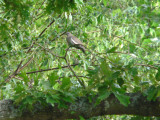 White-winged Dove