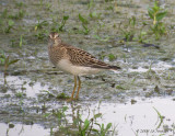 PectoralSandpiper9718b.jpg
