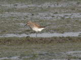 WhiterumpedSandpiper9737b.jpg