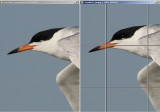 FTern6043_orig_nw_100pct.jpg