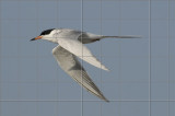 FTern6043_nw.jpg