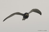 BlackTern8417_ps.jpg