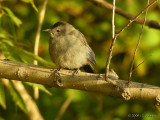 GrayCatbird9922b.jpg