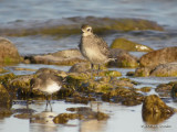 AmericanGoldenPlover9991b.jpg