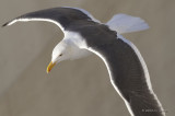 WesternGull00469b.jpg