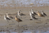 039Willet_MarbledGodwit0956b.jpg