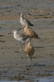 040Willet_MarbledGodwit0982b.jpg