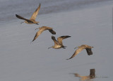 075Whimbrel1461b.jpg