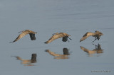 077Whimbrel1455b.jpg