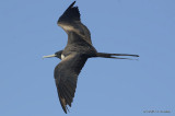 MagnificentFrigatebird2197b.jpg