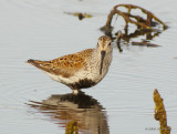 Dunlin5817b.jpg