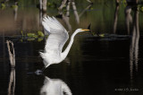 GreatEgret6516b.jpg