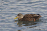 AmericanBlackDuck8295b.jpg