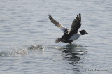 CommonGoldeneye8962b.jpg