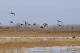 Gadwall0074b.jpg