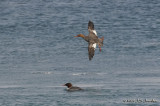 RedbreastedMerganser0392b.jpg