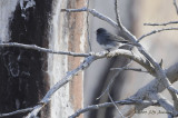 22DarkeyedJunco5752b.jpg