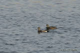 23AmericanWigeon5765b.jpg