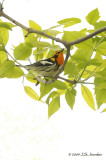 BlackburnianWarbler7970wcb.jpg