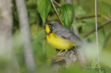 CanadaWarbler9224b.jpg