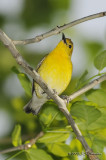 ProthonotaryWarbler9305b.jpg