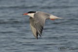 CommonTern00225b.jpg