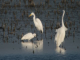 SnowyEgret_juv5127.jpg