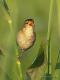 MarshWren5071b.jpg