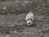 PipingPlover5363b.jpg