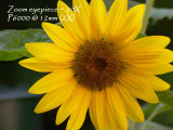 sunflower12mm_5418b.jpg