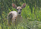 Deer2962b.jpg