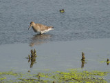 PectoralSandpiper5973b.jpg