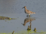PectoralSandpiper5976b.jpg